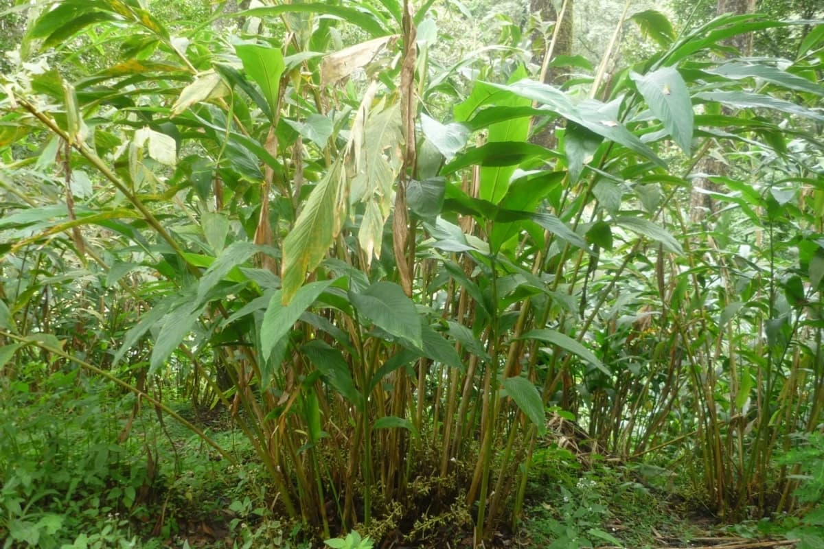 Cardamom image