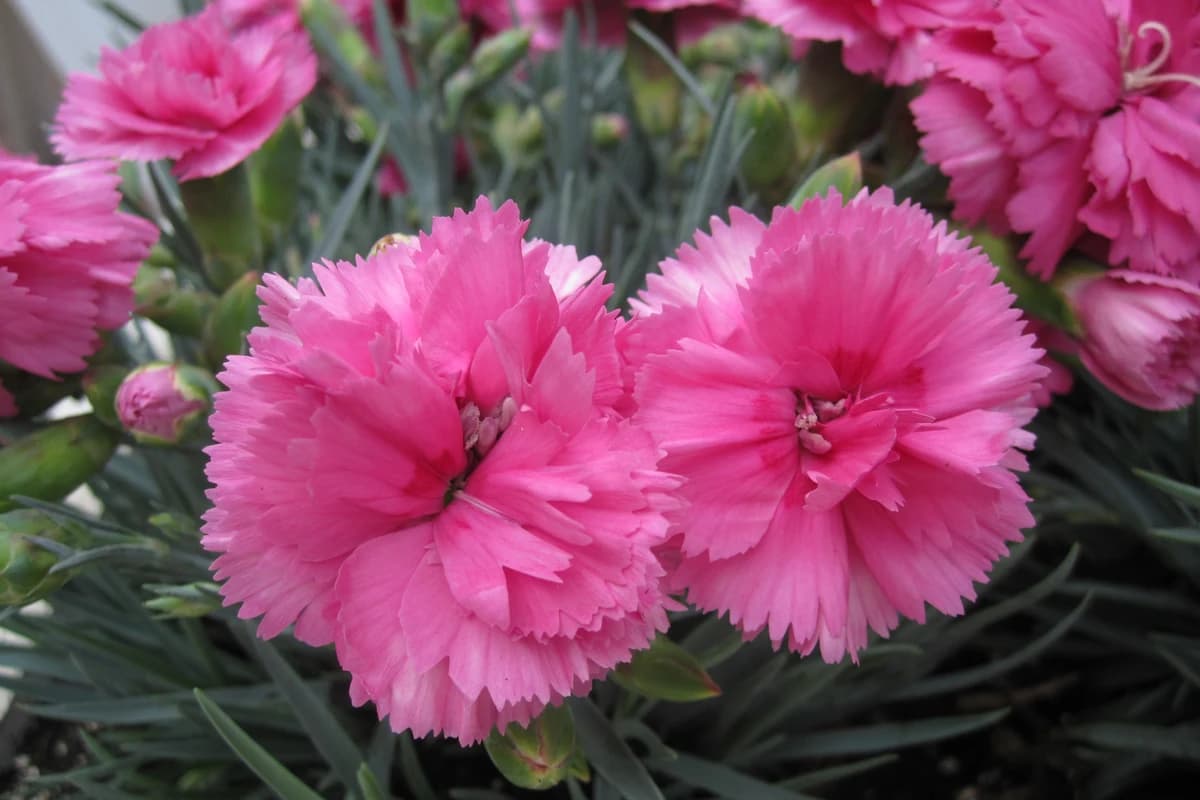 Carnation image