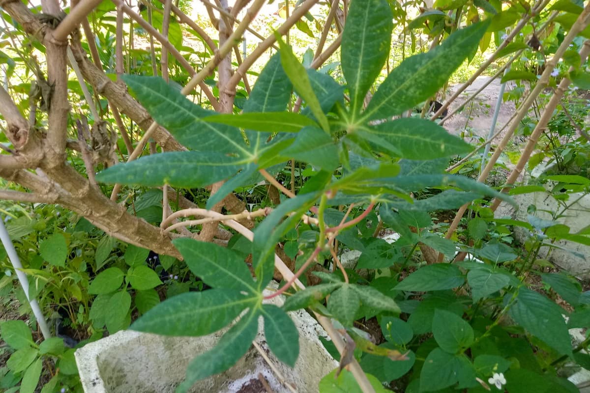Cassava plant with palmate leaves