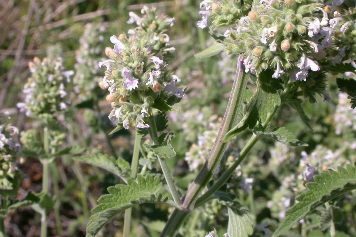 Catnip plant with pale lavender flowers and serrated aromatic leaves