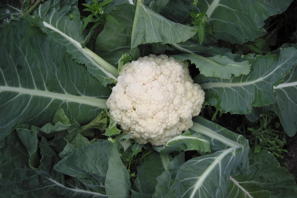 Cauliflower image