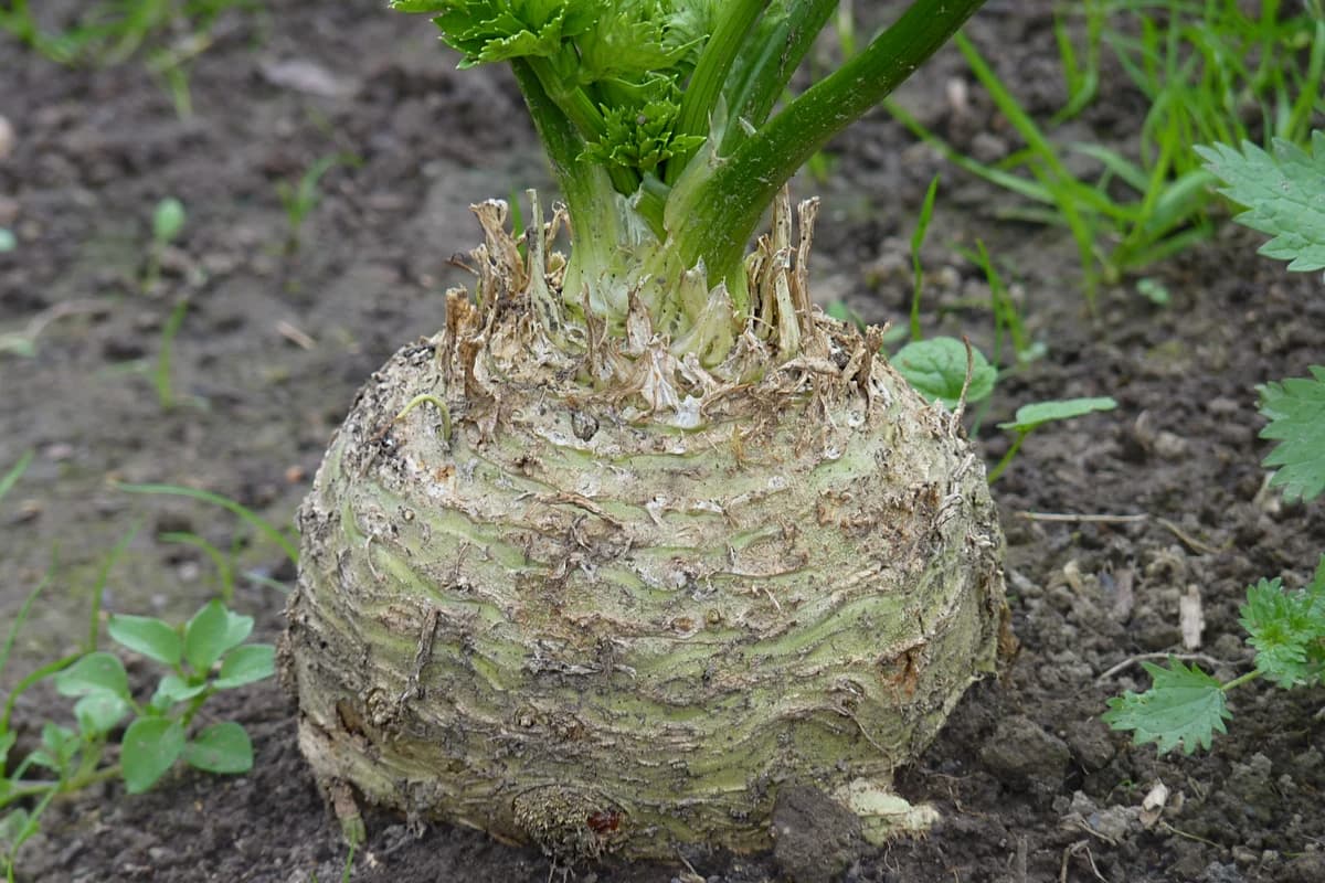 Celeriac image