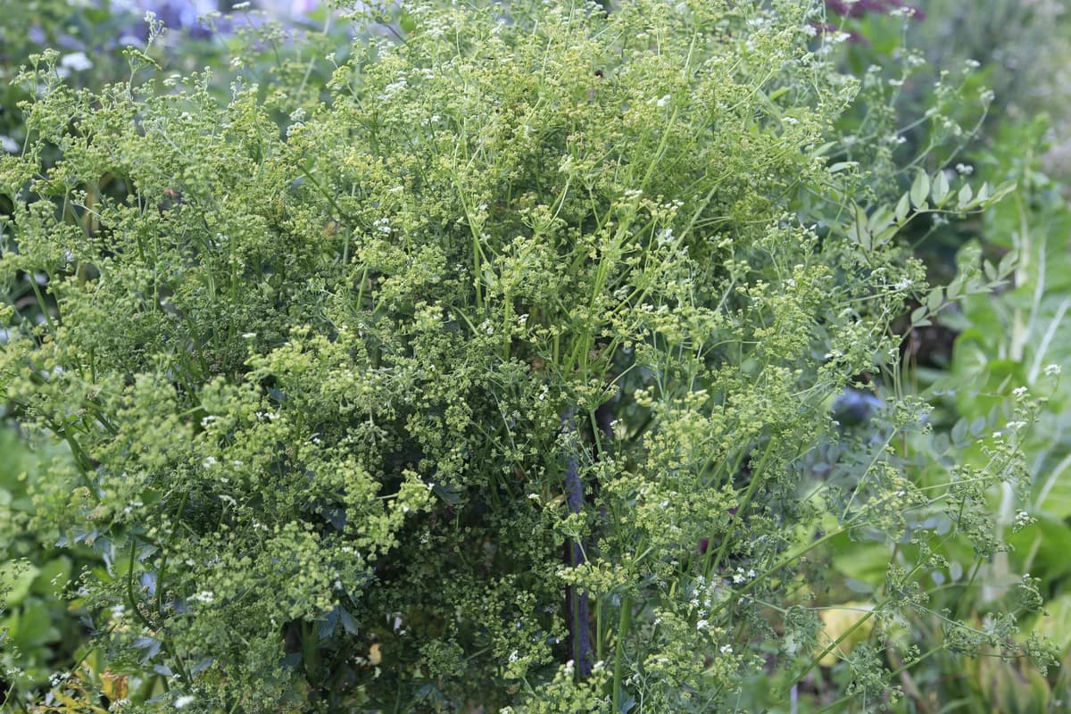 Celery image