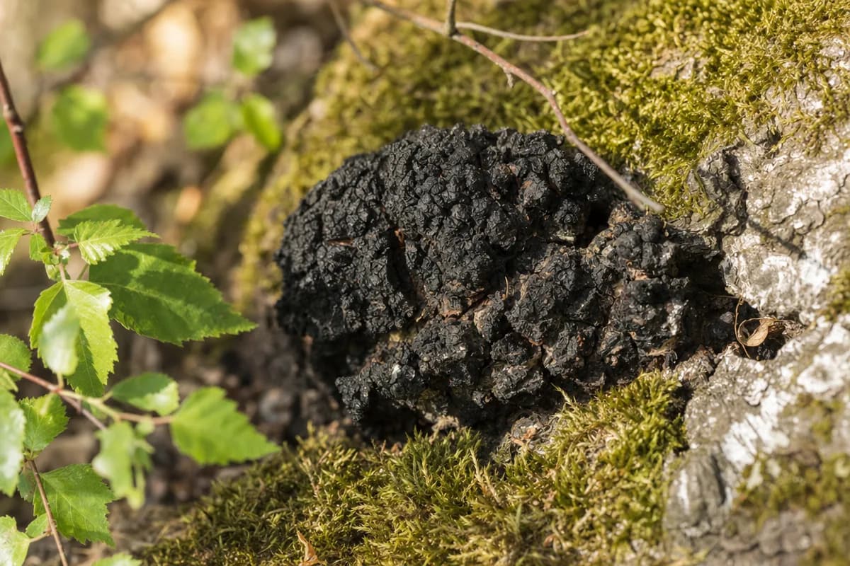 Chaga image