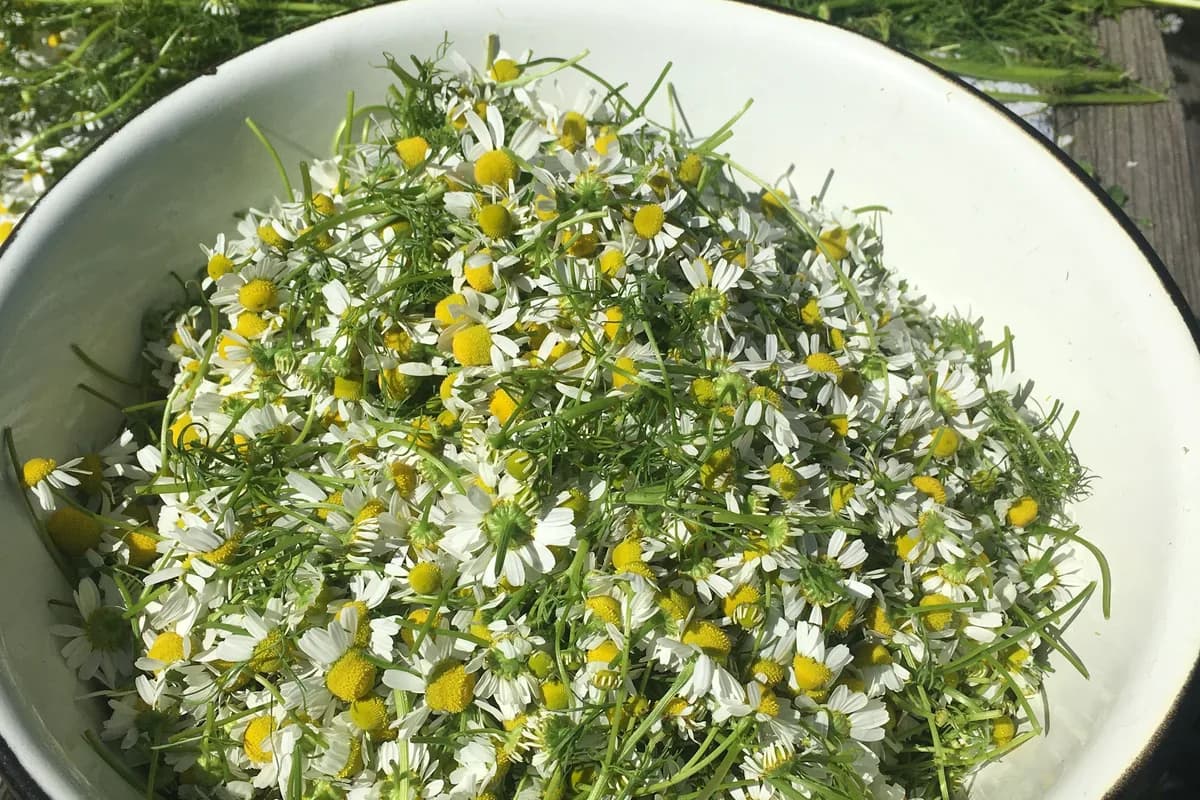 Chamomile image