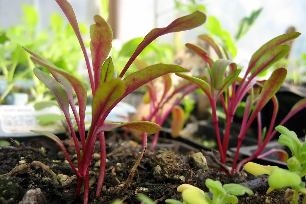 Chard Microgreens image