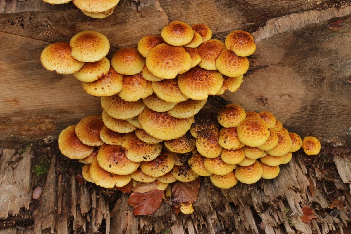 Chestnut Mushroom image