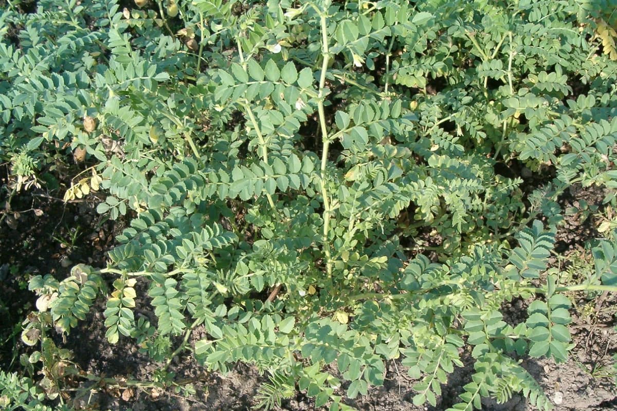 Chickpea plant and seeds