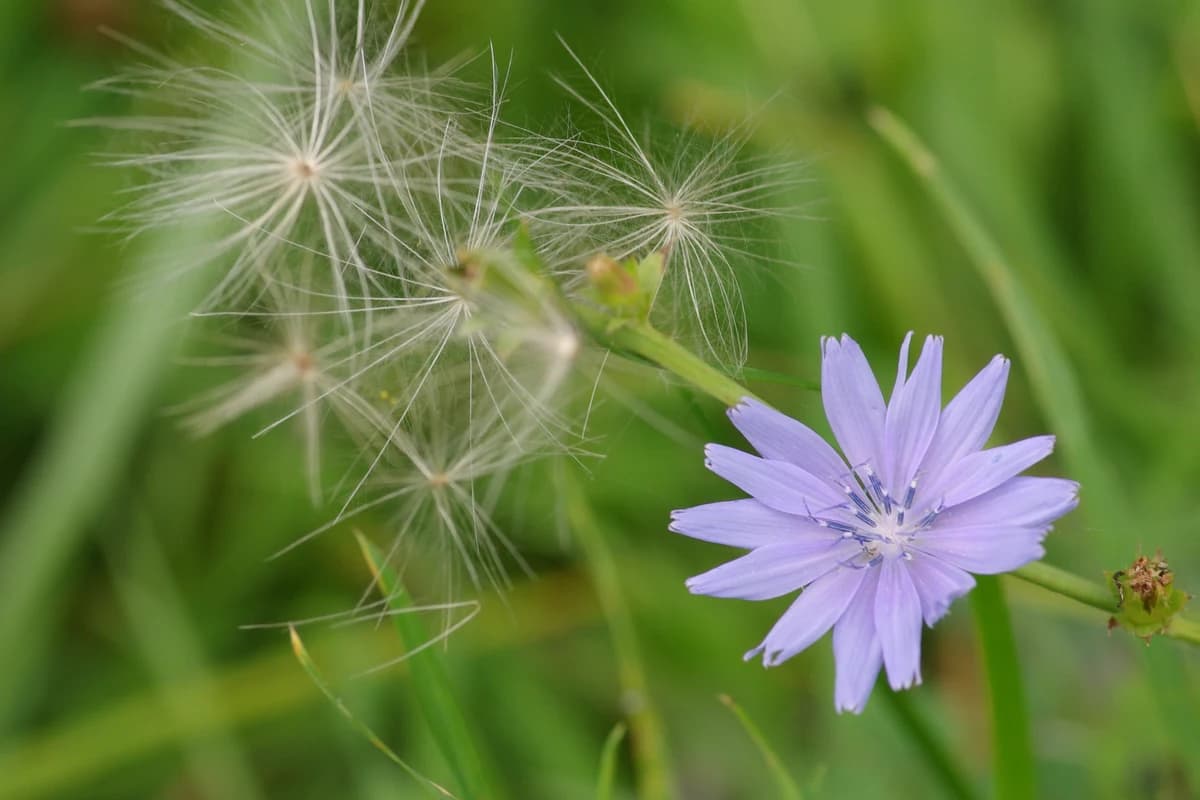 Common Chicory (Cichorium intybus) flower and leaves