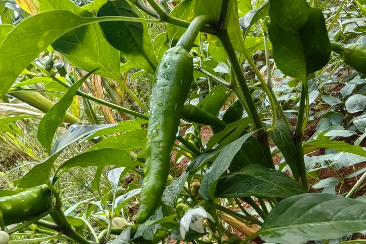 Chili Pepper image