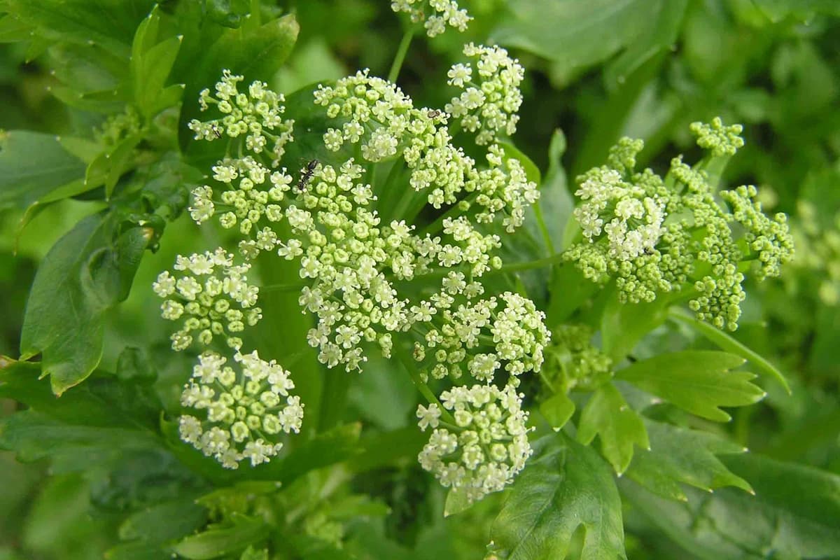 Chinese Celery image