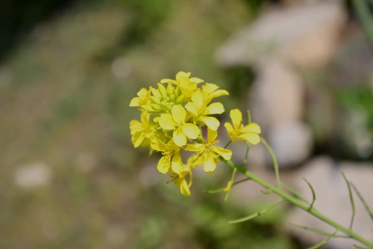Chinese Mustard image