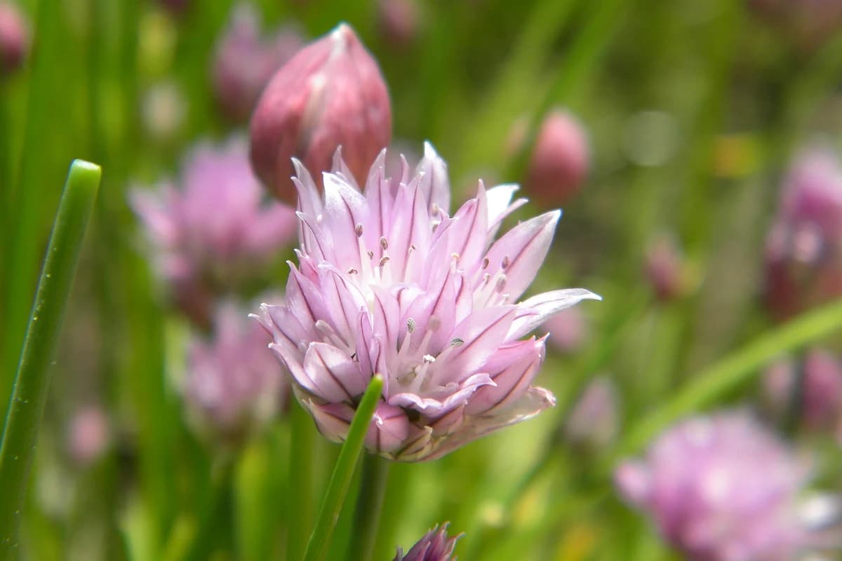 Chive Blossom image