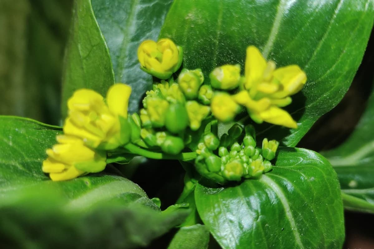 Choy Sum image