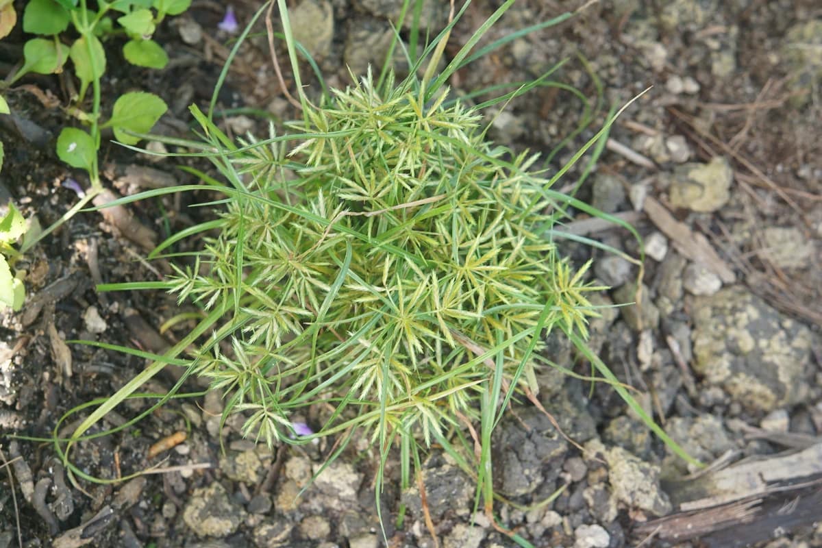 Chufa (Tiger Nuts) image