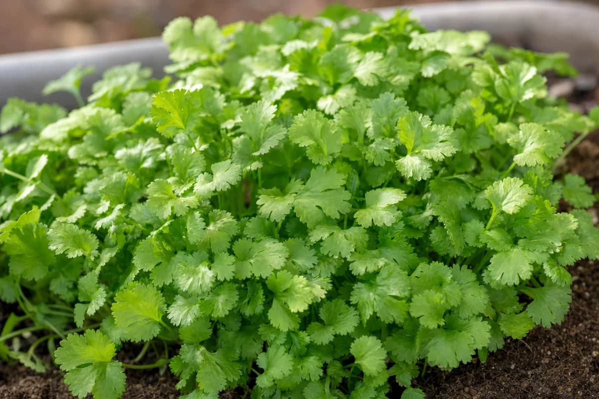 Cilantro image