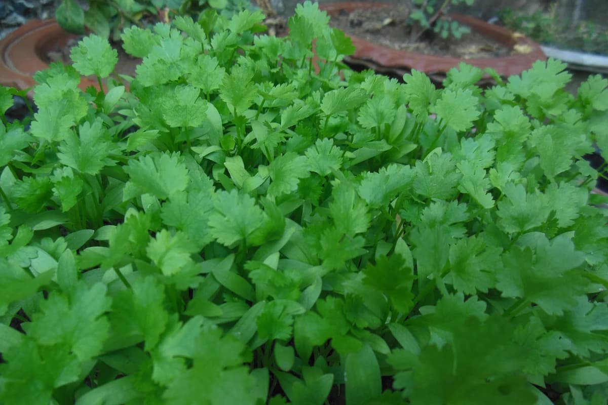 Cilantro Microgreens image