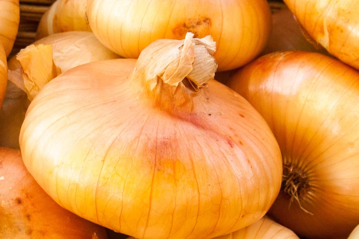 A pile of fresh Cipollini onions with their characteristic flat shape.