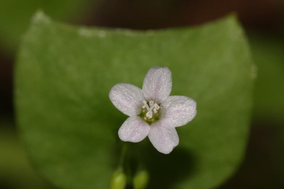Claytonia (Miner's Lettuce) image