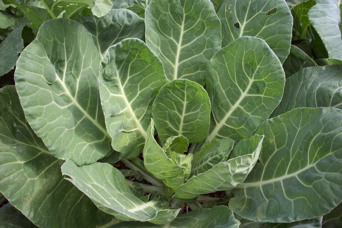 Collard Greens image