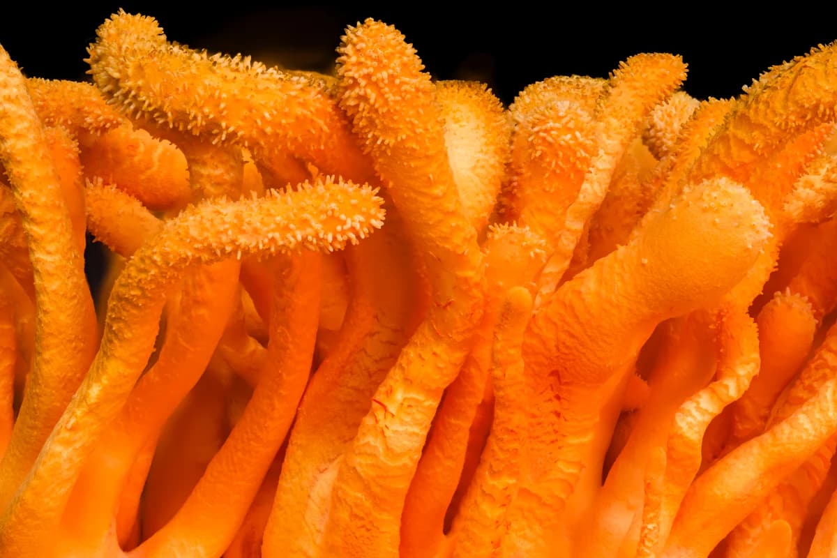 Cordyceps image
