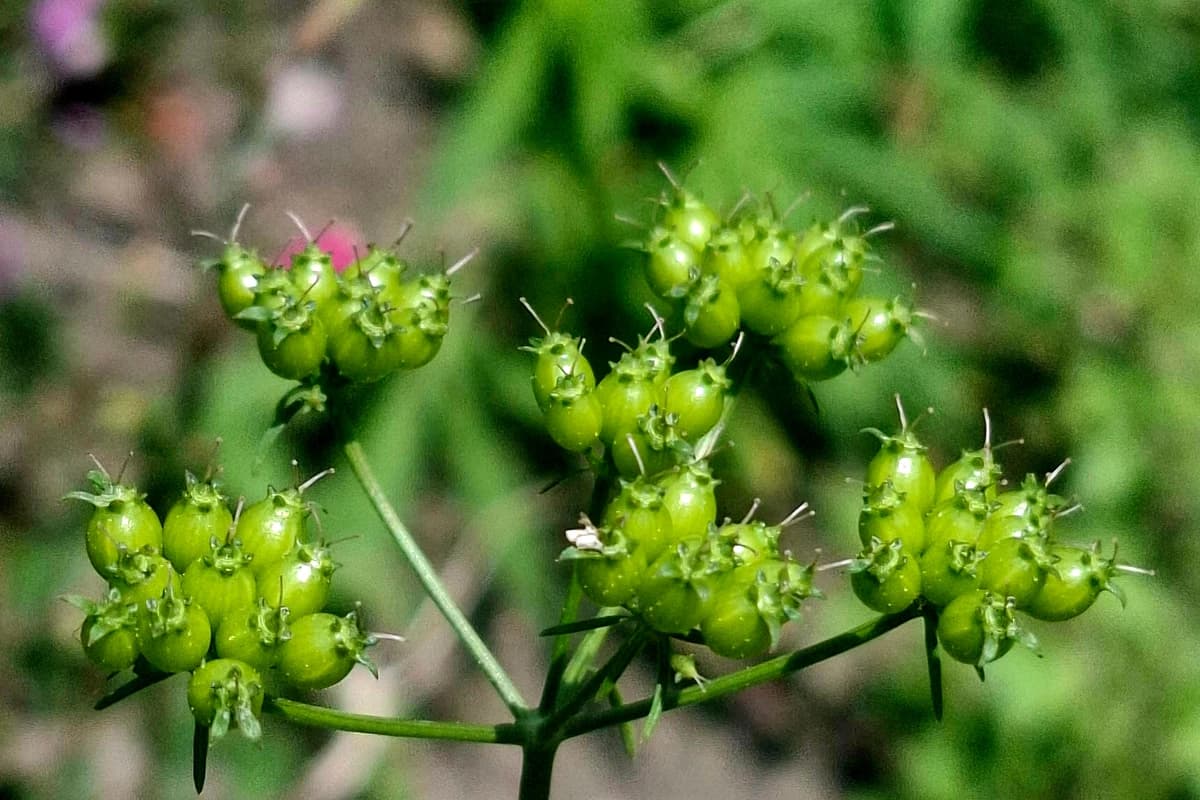 Coriander (for seed) image