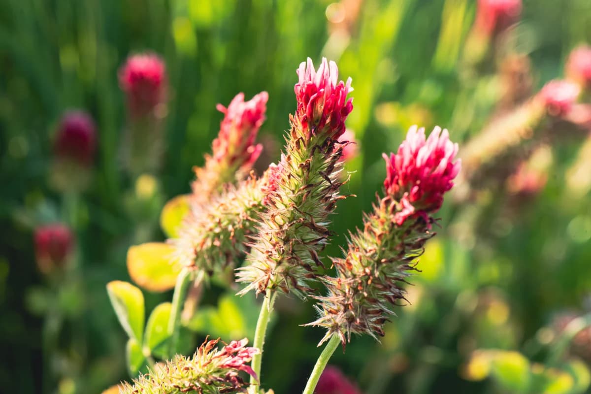Crimson Clover image