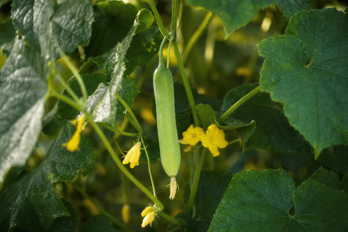 Cucumber image