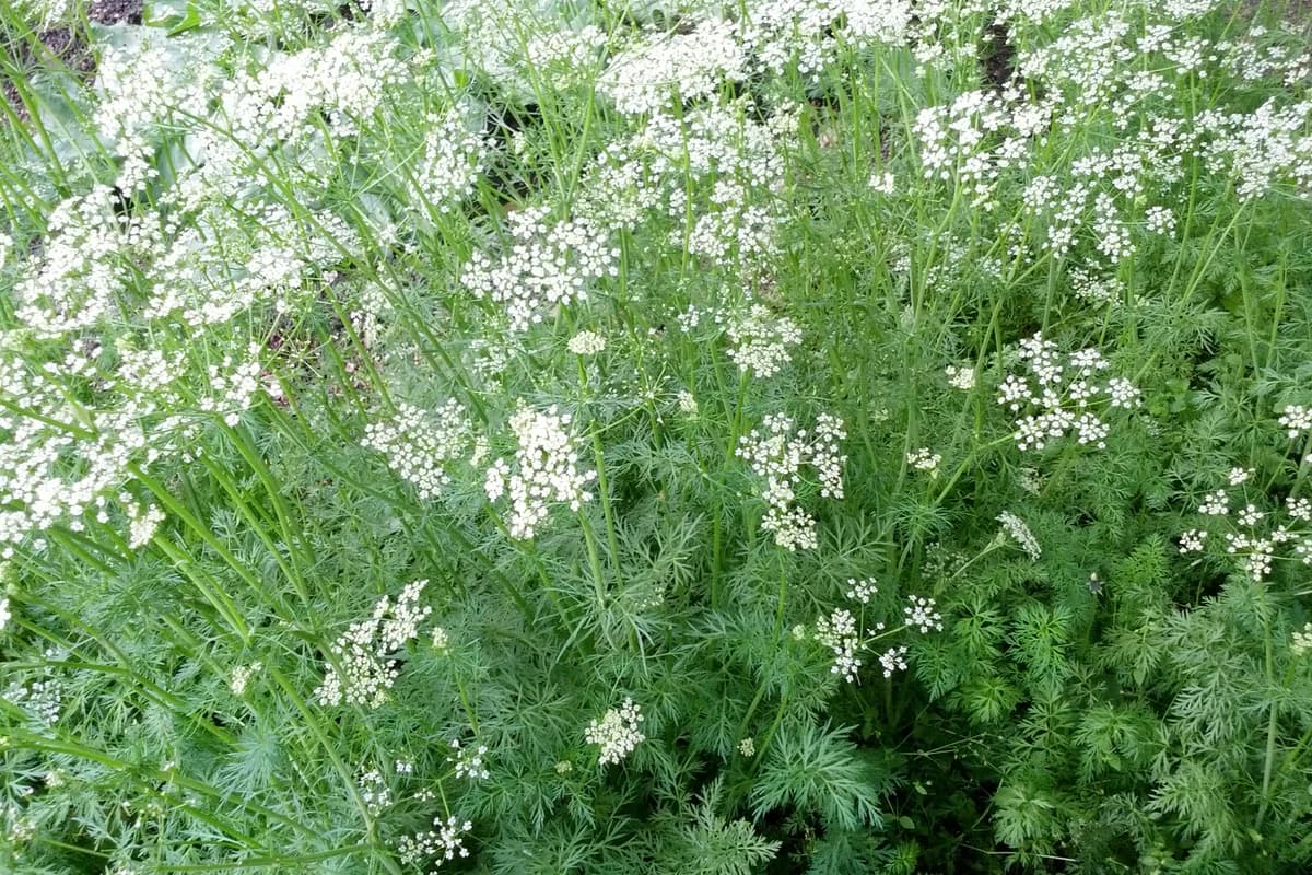 Cumin plant in flower.