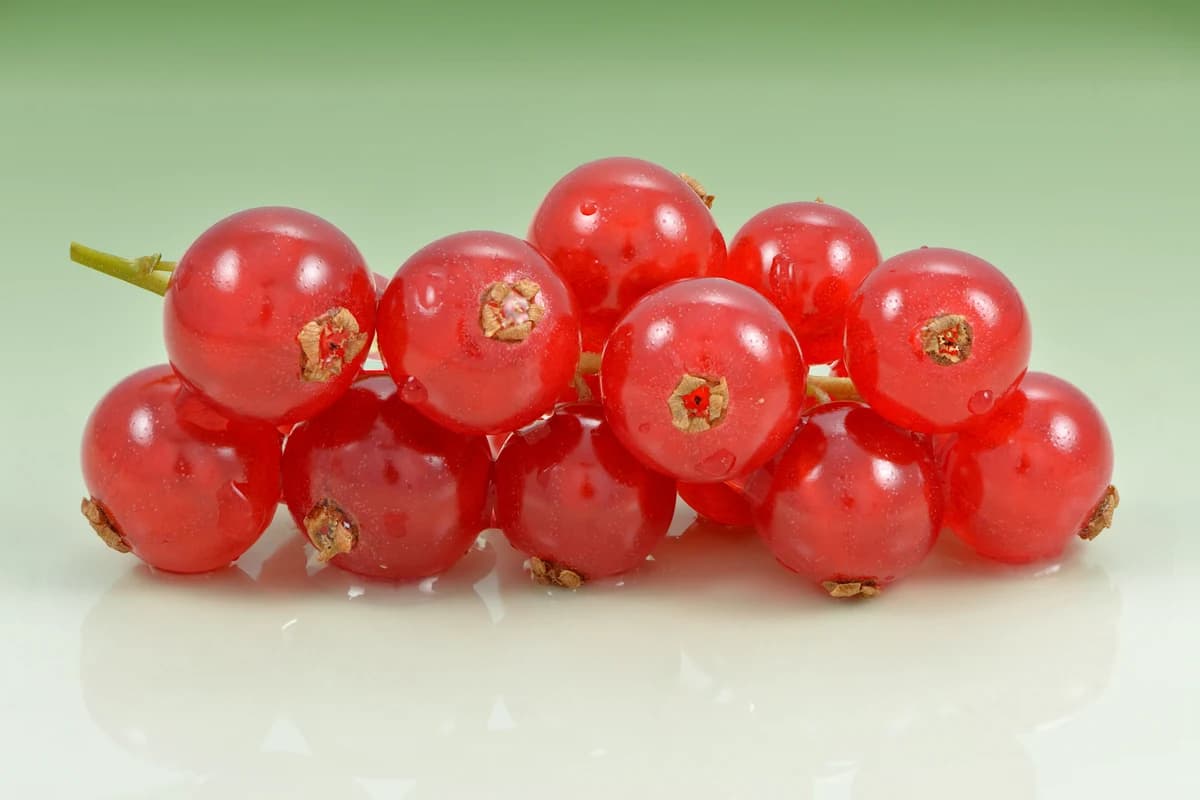 Currant (Red/Black) image