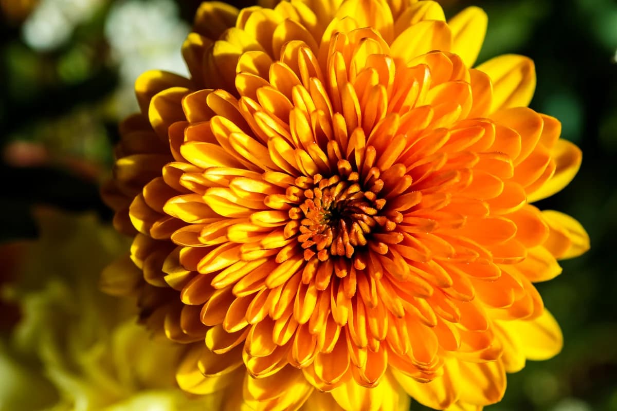 Dahlia image