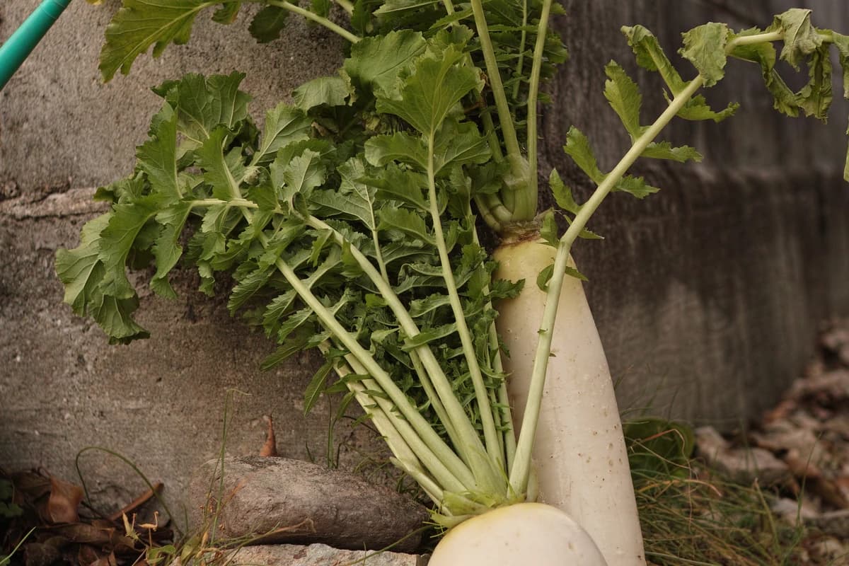 Freshly harvested Daikon Radish