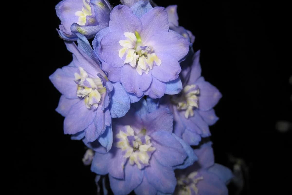 Delphinium image