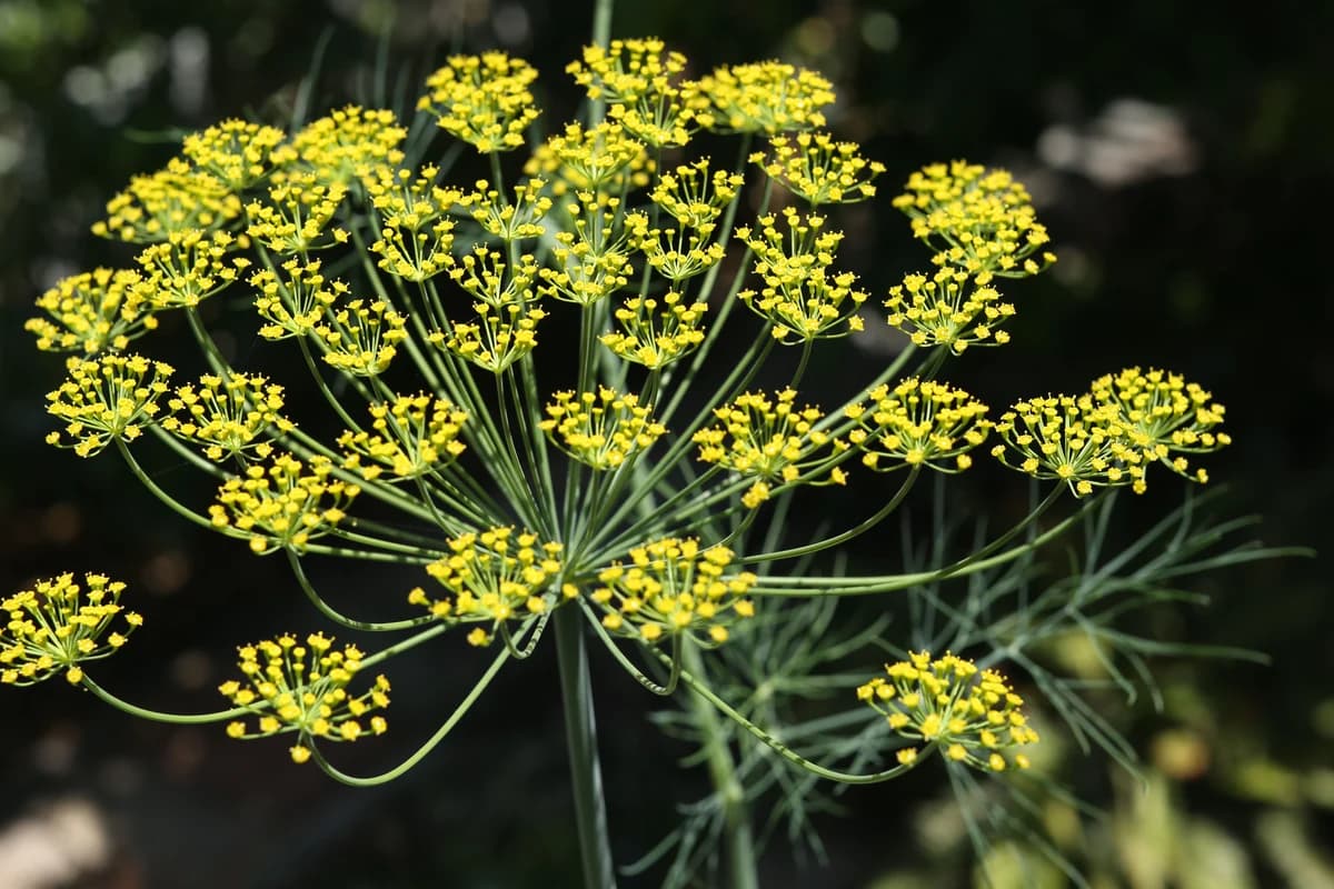Dill image