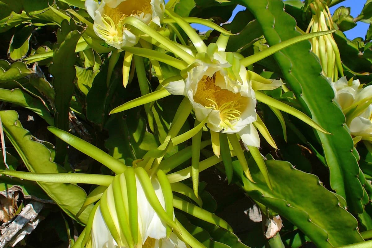 Dragon Fruit image