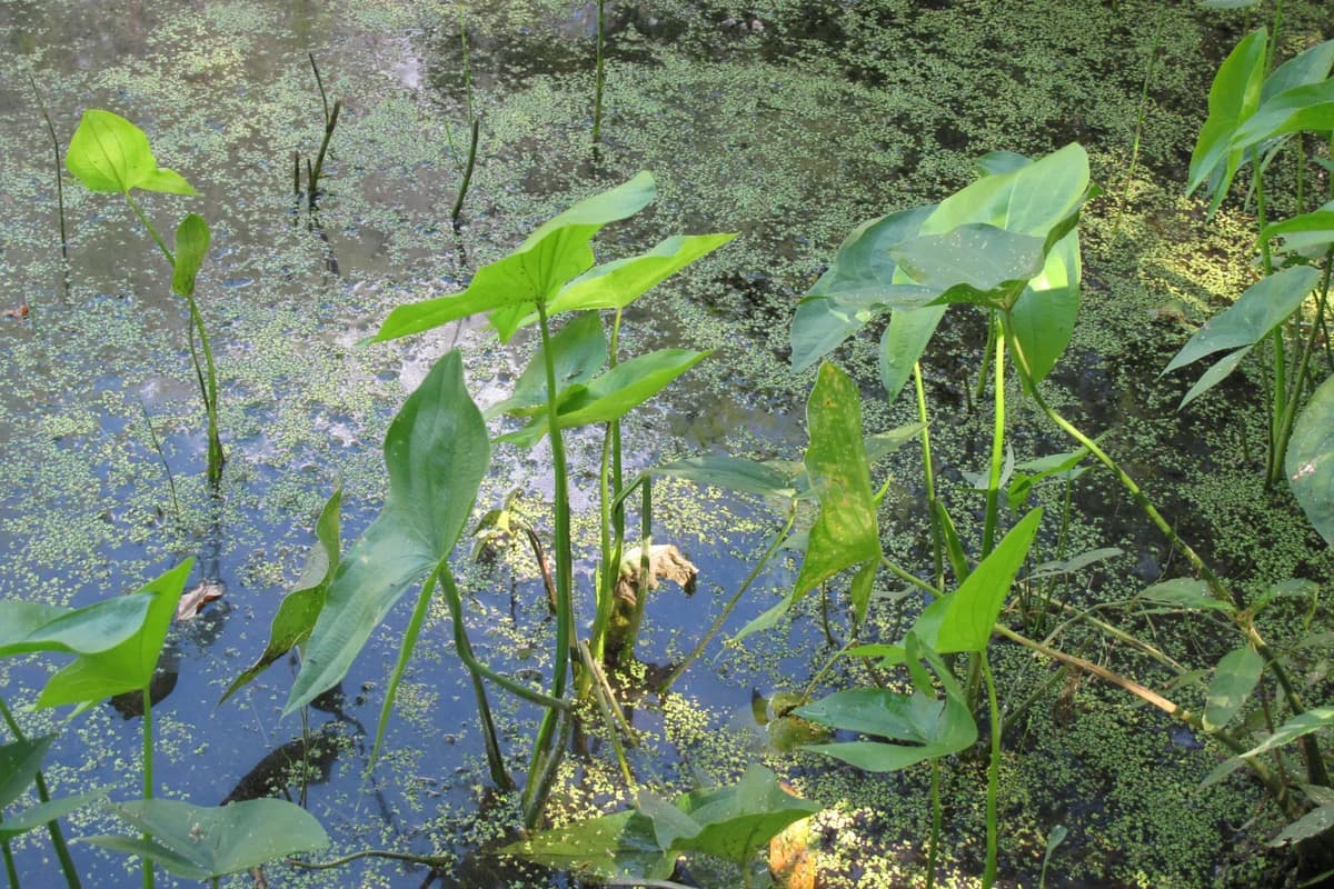 Duckweed image