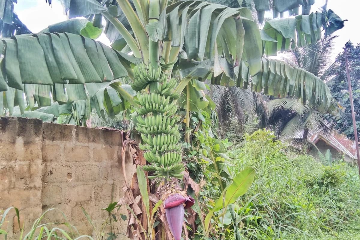 Banana (Dwarf) image