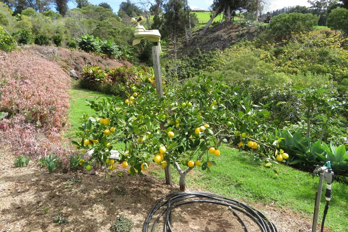 Dwarf Citrus image