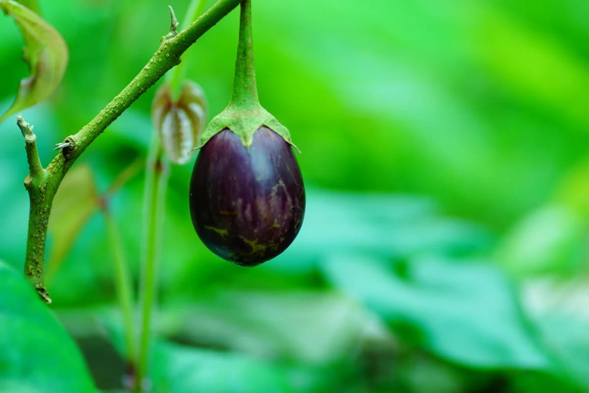 Eggplant image