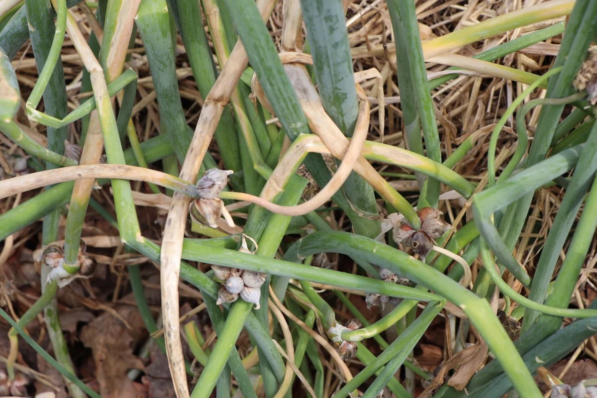 Egyptian Walking Onion bulbils on stalk