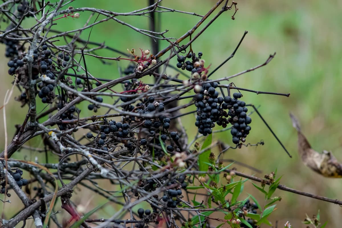Elderberry image
