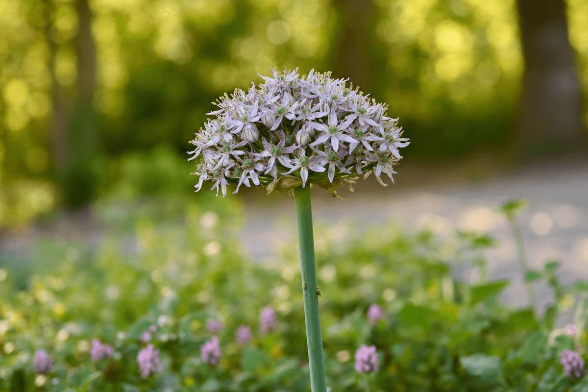 Elephant Garlic bulb
