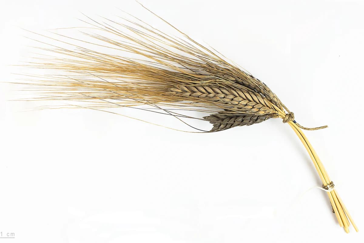 Emmer image