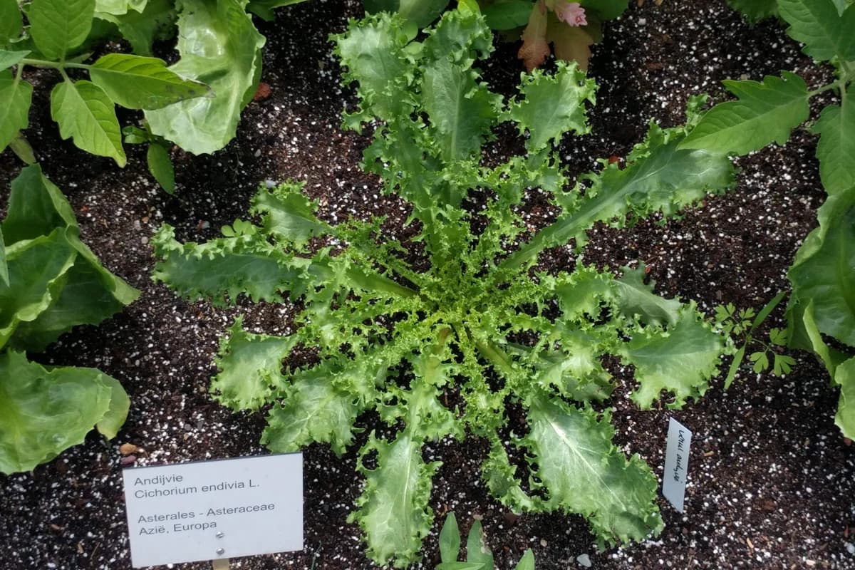 Endive image