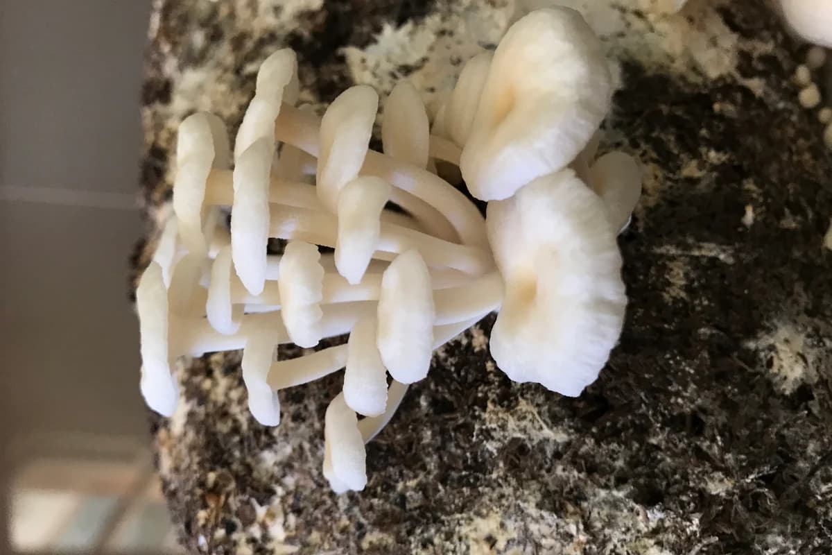 Cultivated white Enoki mushrooms (Flammulina velutipes)