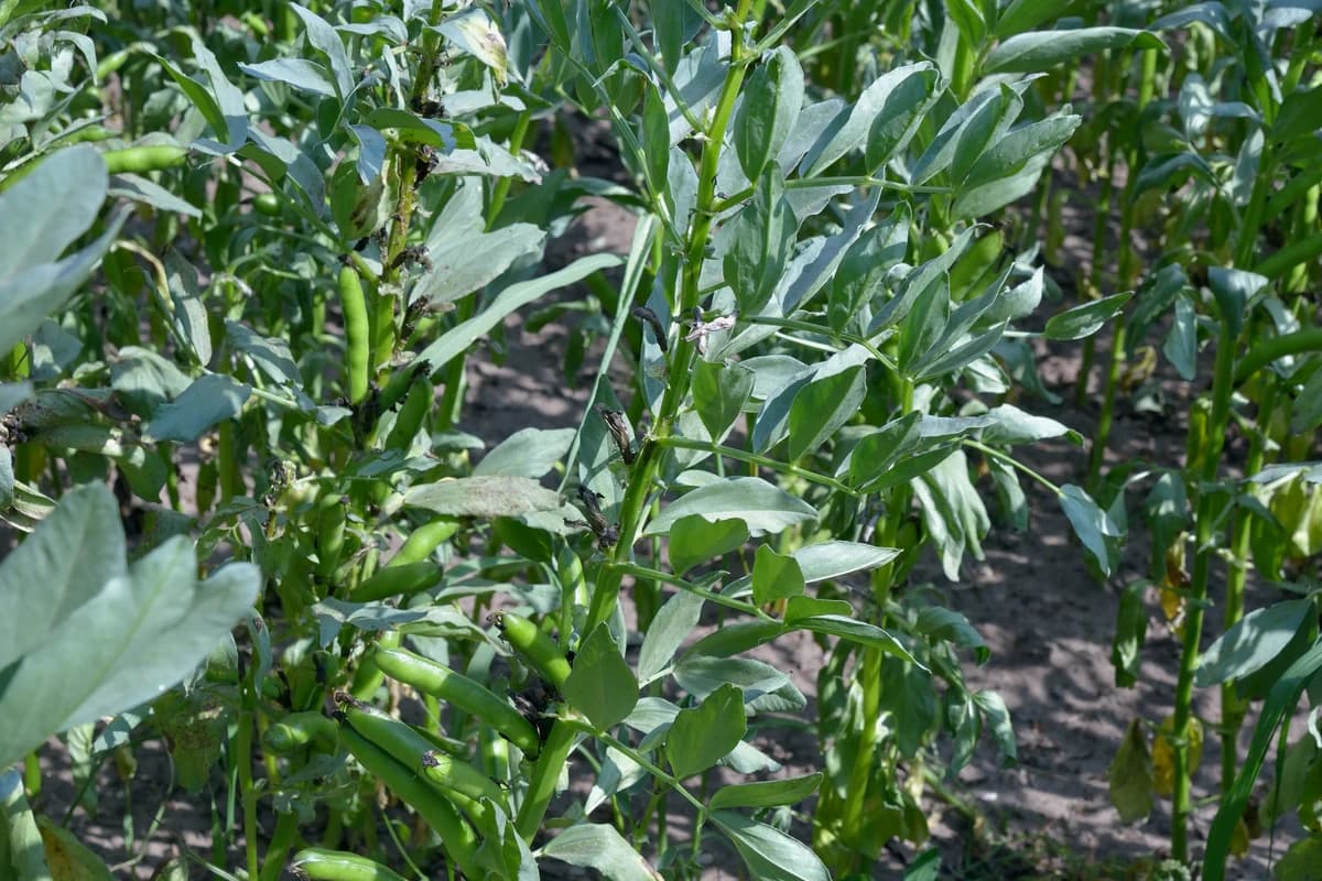 Fava Bean (Broad Bean) image