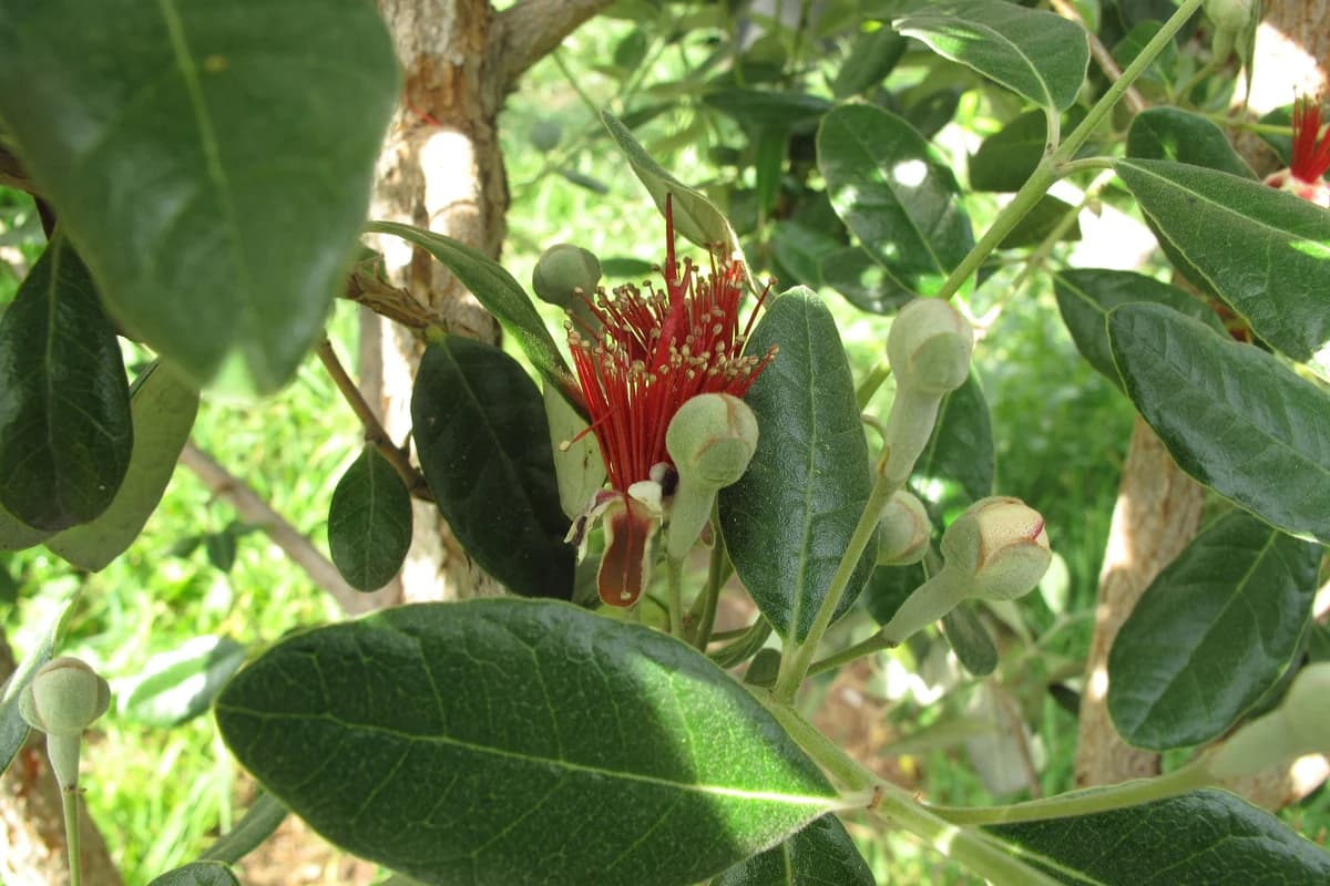 Feijoa (Pineapple Guava) image