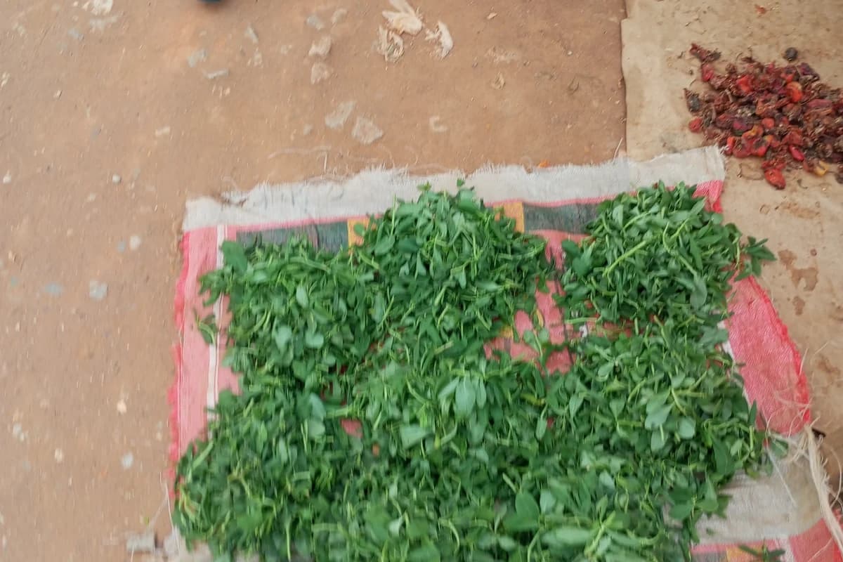 Fenugreek image