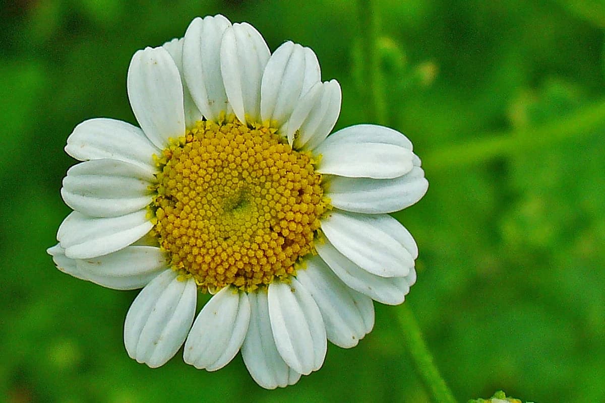 Feverfew image