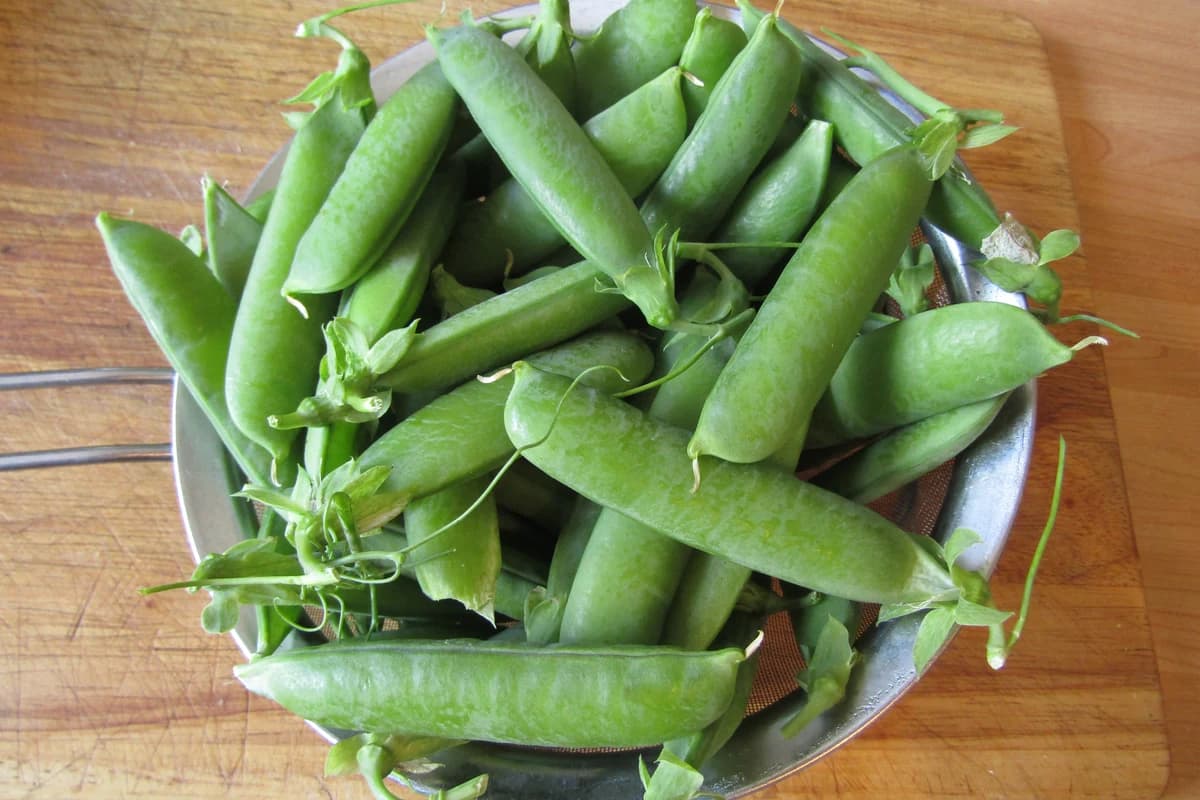 Field Pea image